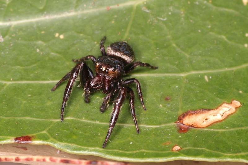 Euryattus_bleekeri_D7845_Z_90_North Stradbroke island_Australie.jpg